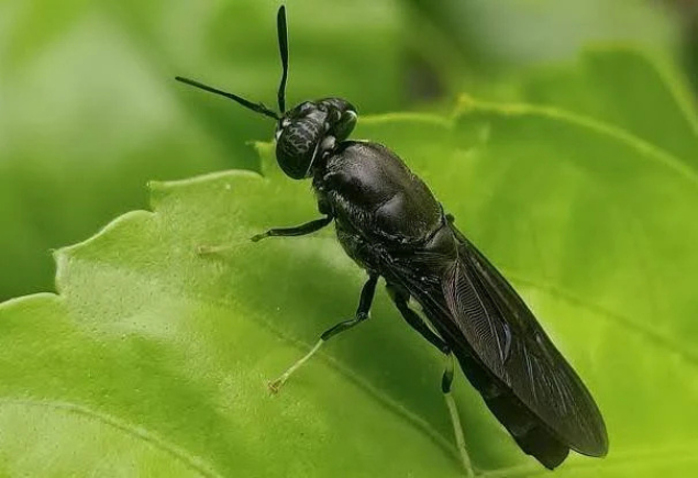 Black Soldier Fly