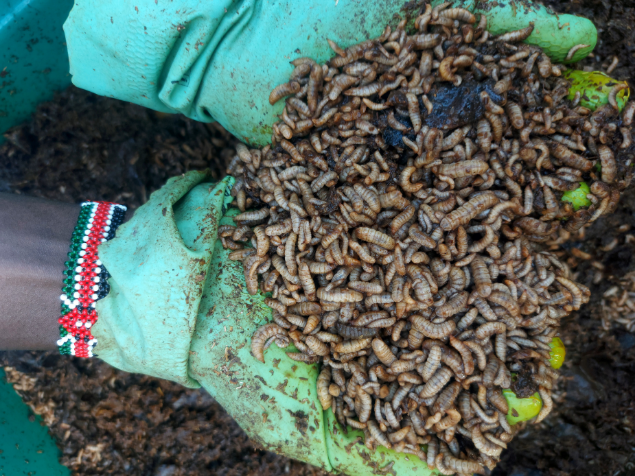 Animal Feed