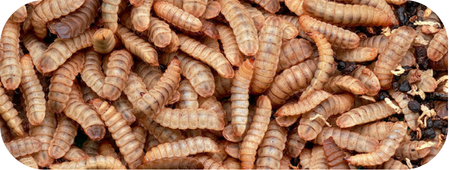 Black Soldier Fly Larvae